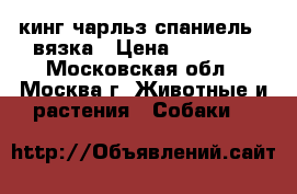 кинг чарльз спаниель - вязка › Цена ­ 10 000 - Московская обл., Москва г. Животные и растения » Собаки   